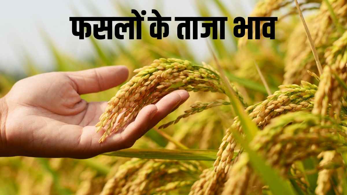 मूनड्रॉप ने अपने स्टाइलिश स्पेस ट्रैवल 2 Ultra TWS ईयरबड्स किए लॉन्च , जानें क्या रहेगी कीमत