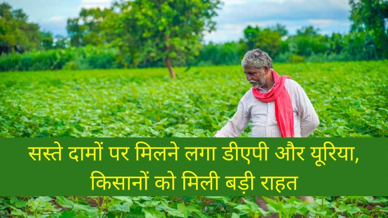 सस्ते दामों पर मिलने लगा डीएपी और यूरिया, किसानों को मिली बड़ी राहत
