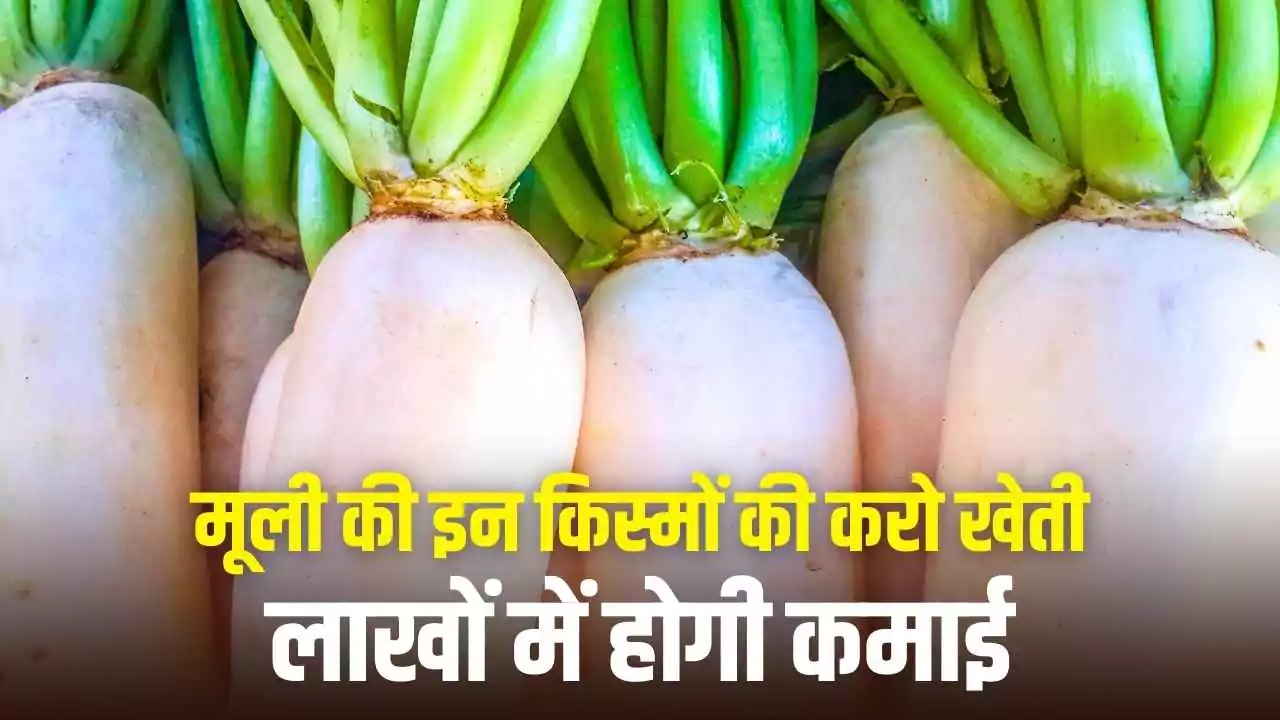 Apple iOS 26 Liquid Glass डिज़ाइन ने खींचा यूजर्स का ध्यान , मिलेगा नया यूजर इंटरफेस