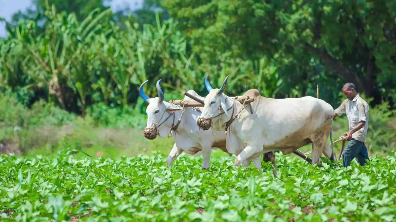 CRED की IndusInd बैंक के साथ रुपे क्रेडिट कार्ड की हुई शानदार शुरुआत अब मिलेगा बिना फीस के