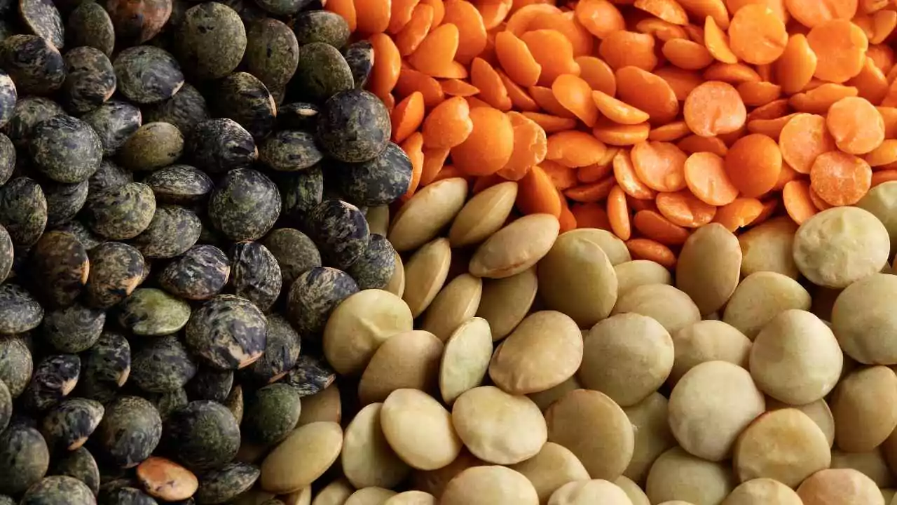 हरियाणा में किसानों के लिए खुशखबरी: खरीफ फसलों की खरीद शुरू