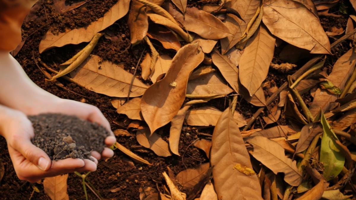 घर पर बनाओ लीफ मोल्ड वाली सुपर जैविक खाद! पैदावार में 30% की होगी बढ़ौतरी