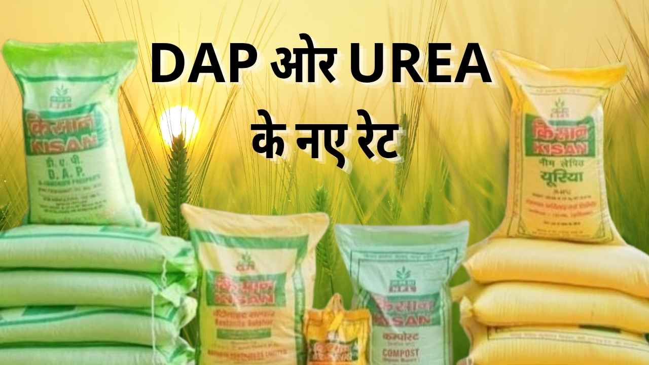 2025 में डीएपी और यूरिया की नई कीमतें: किसानों को अब इस कीमत में मिलेगा खाद