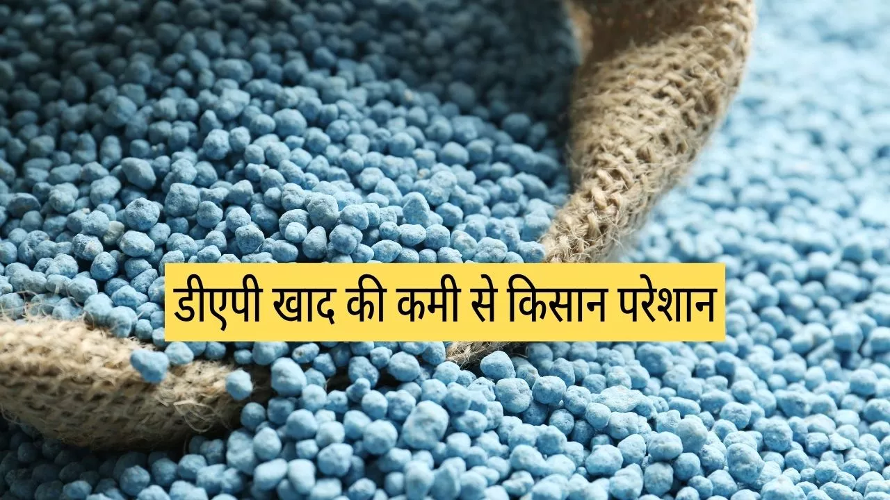 डीएपी खाद की कमी से किसान परेशान, 'मेरी फसल मेरा ब्यौरा' पोर्टल पंजीकरण अनिवार्य