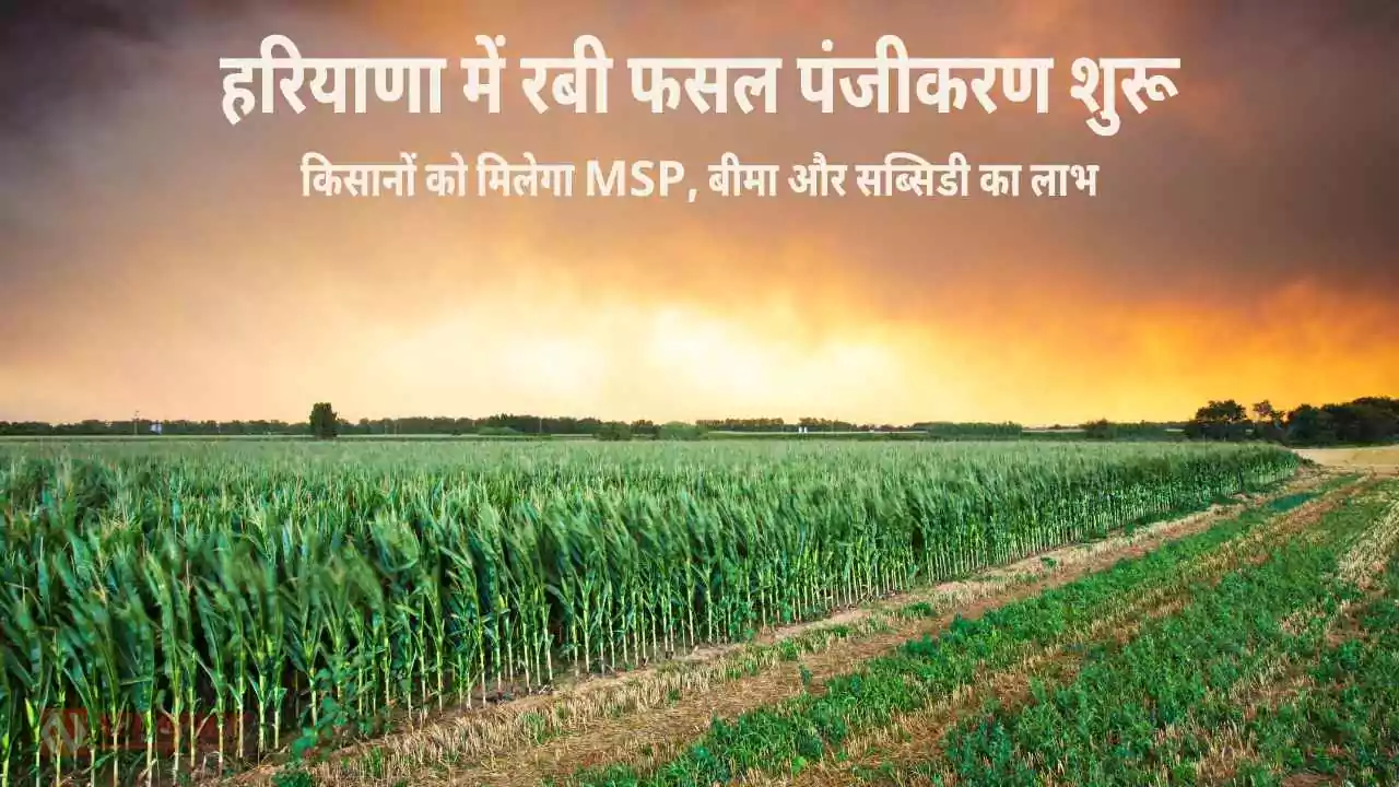 हरियाणा में रबी फसल पंजीकरण शुरू: किसानों को मिलेगा MSP, बीमा और सब्सिडी का लाभ
