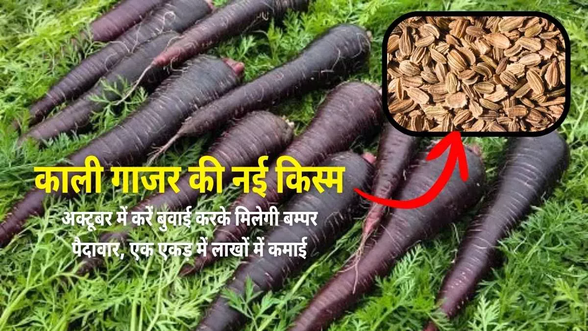 काली गाजर की नई किस्म आई मार्किट में, अक्टूबर में करें बुवाई करके मिलेगी बम्पर पैदावार