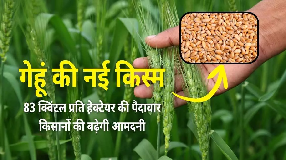 गेहूं की नई किस्म से मिलेगी 83 क्विंटल प्रति हेक्टेयर की पैदावार, किसानों की बढ़ेगी आमदनी