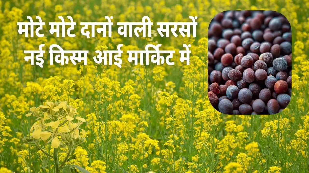 सरसों की नई किस्म देगी अधिक पैदावार, पूसा सरसों-30 से किसानों की बढ़ेगी पैदावार, जानिए इस किस्म की खाशियत