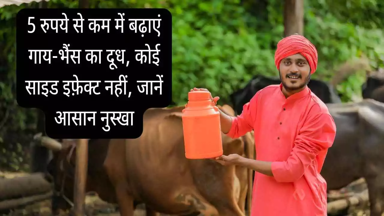 5 रुपये से कम में बढ़ाएं गाय-भैंस का दूध, कोई साइड इफ़ेक्ट नहीं, जानें आसान नुस्खा