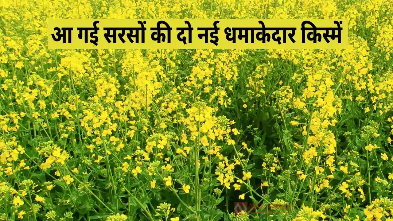 आ गई सरसों की दो नई धमाकेदार किस्में: किसानों की आमदनी बढ़ेगी दोगुनी