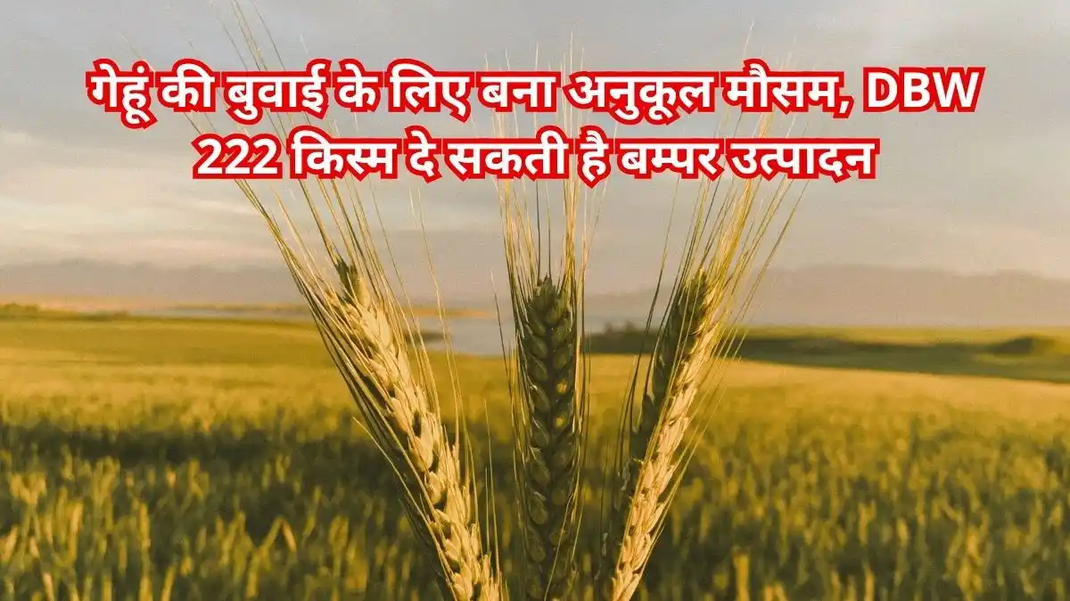 गेहूं की बुवाई के लिए बना अनुकूल मौसम, DBW 222 किस्म दे सकती है बम्पर उत्पादन