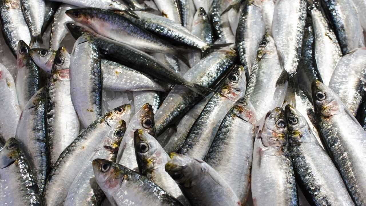 बाद, गुरुग्राम और हिसार में बनेंगी मत्स्य मंडियां