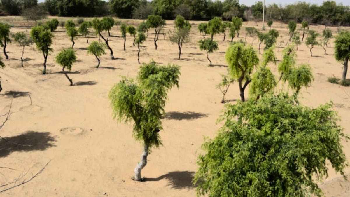 हरियाणा सरकार की नई योजना: रोहेड़ा-जांटी बचाने पर किसानों को मिलेगी सालाना पेंशन, इको-टूरिज्म को भी बढ़ावा