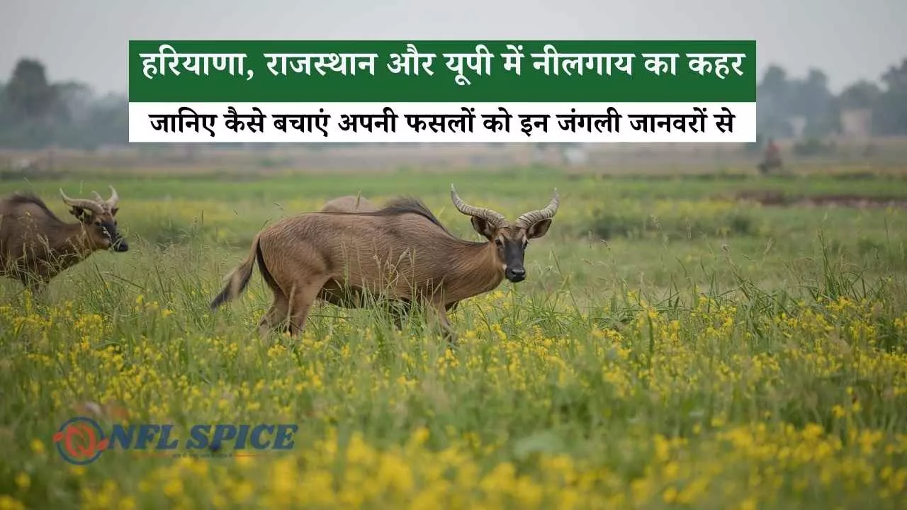हरियाणा, राजस्थान और यूपी में नीलगाय का कहर, जानिए कैसे बचाएं अपनी फसलों को इन जंगली जानवरों से